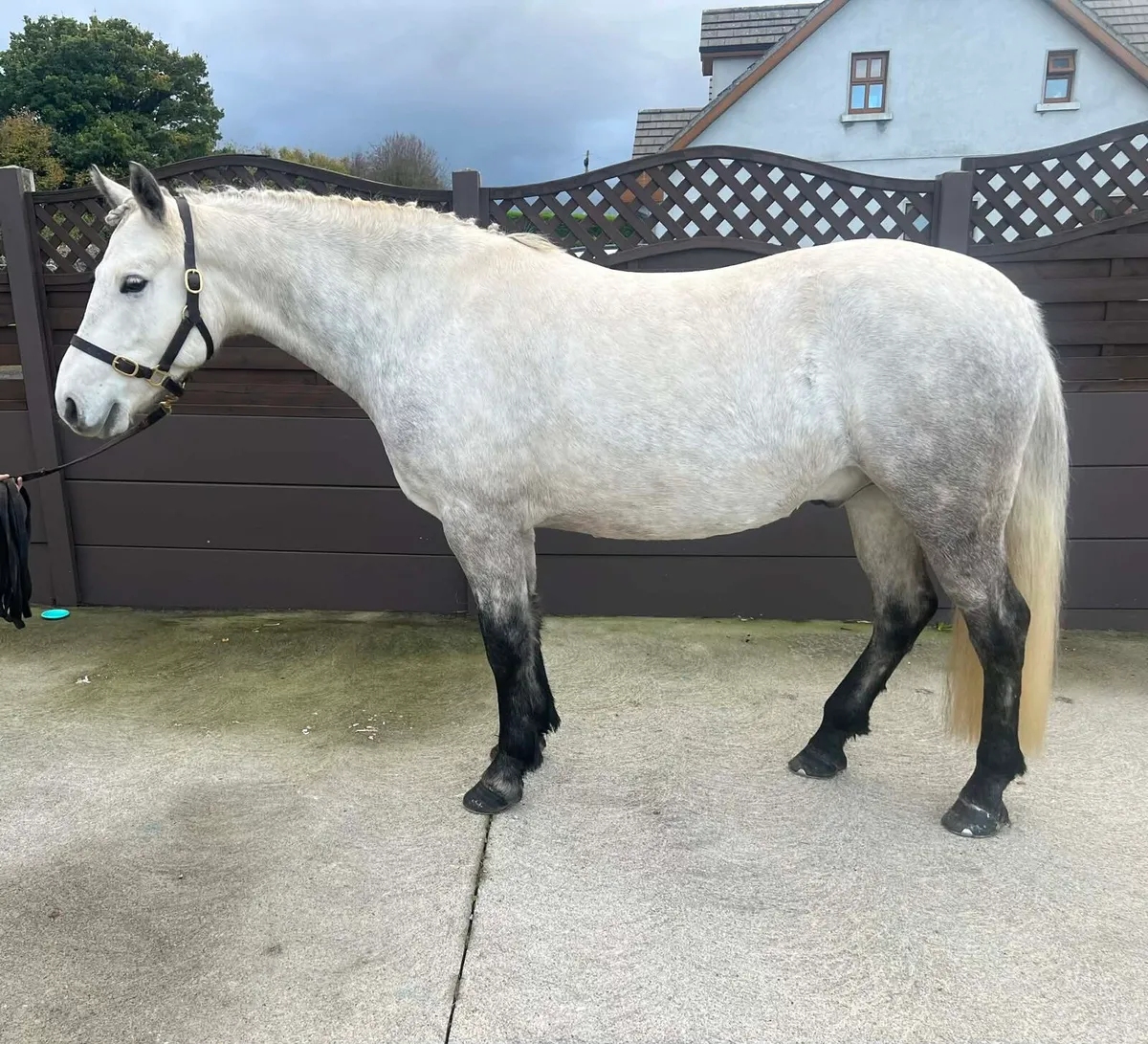 Connemara gelding - Image 1