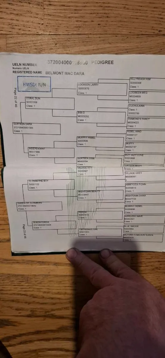 Connemara gelding - Image 3