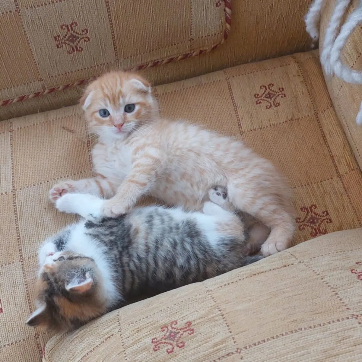 Kittens for sale - Image 4