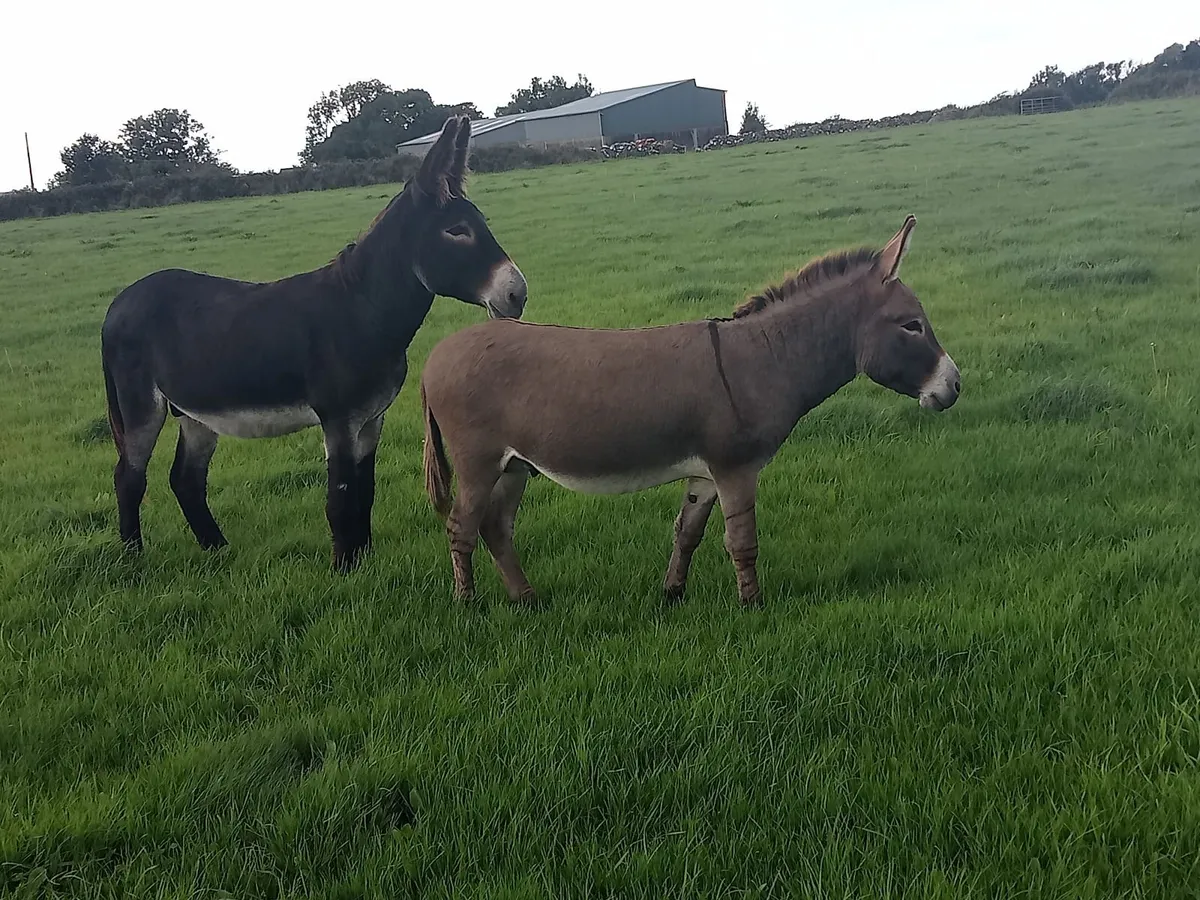 Miniature donkey and black jack - Image 1