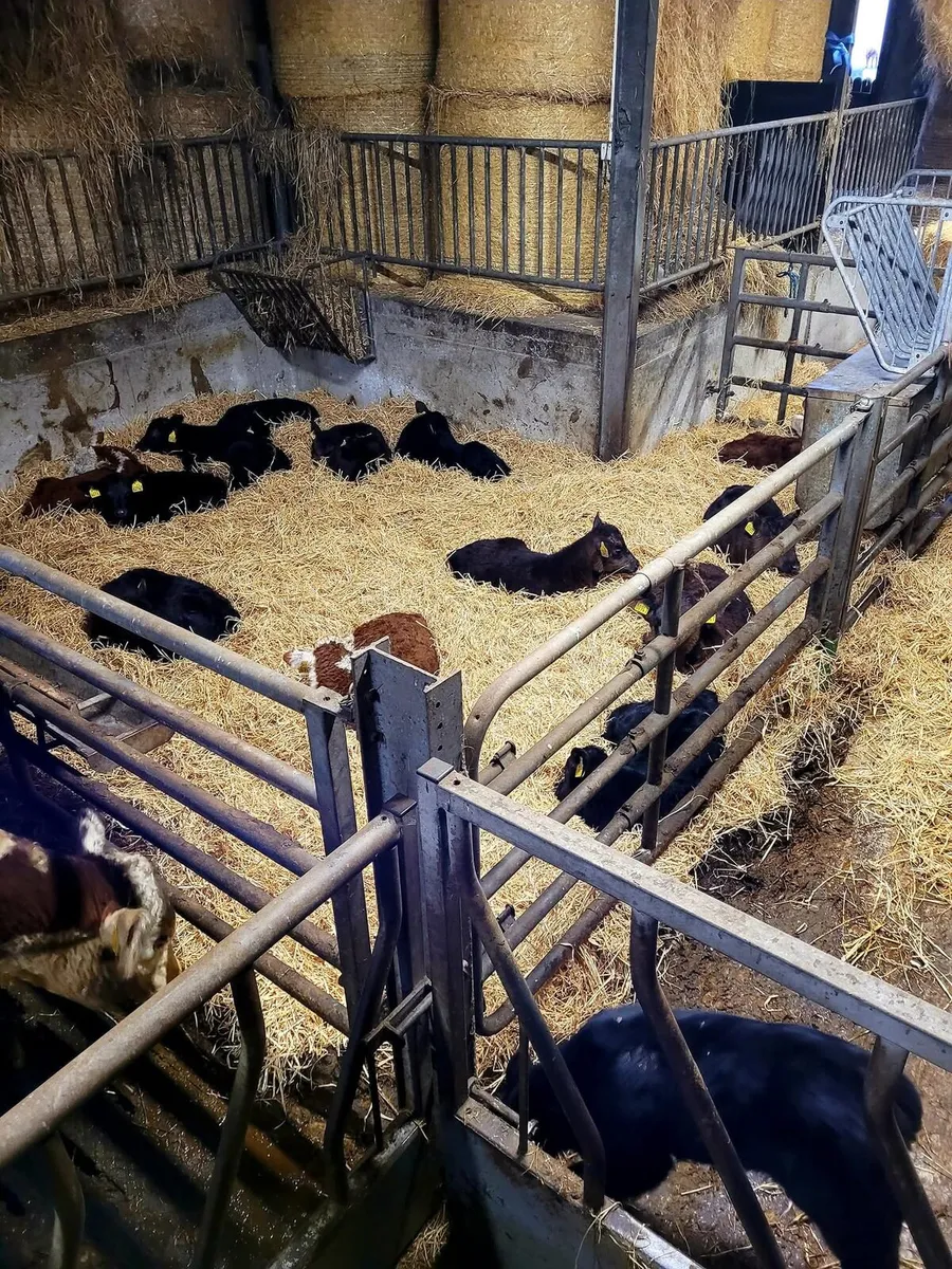 Pedigree Angus and Hereford Bulls - Image 3