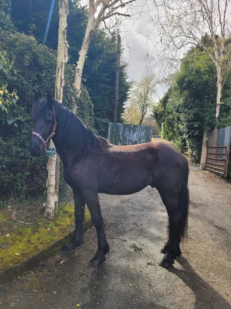 FRIESIAN 2YR OLD COLT - Image 1