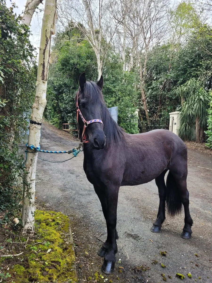 FRIESIAN 2YR OLD COLT - Image 2