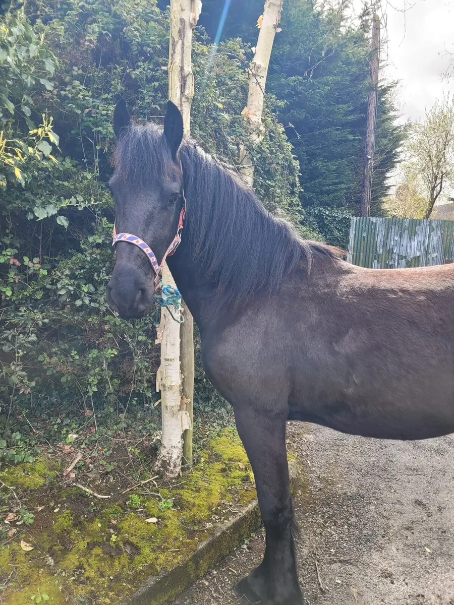 FRIESIAN 2YR OLD COLT - Image 3