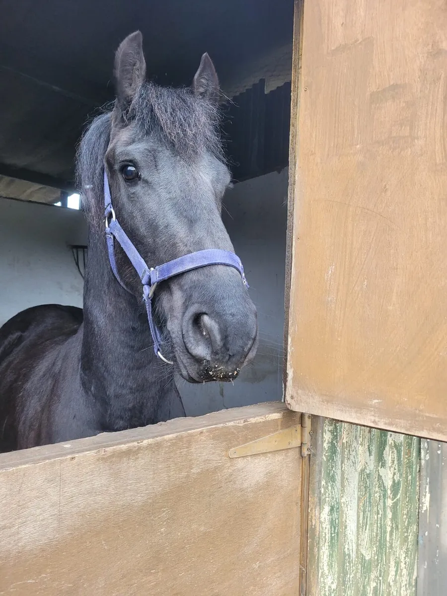 FRIESIAN 2YR OLD COLT - Image 4