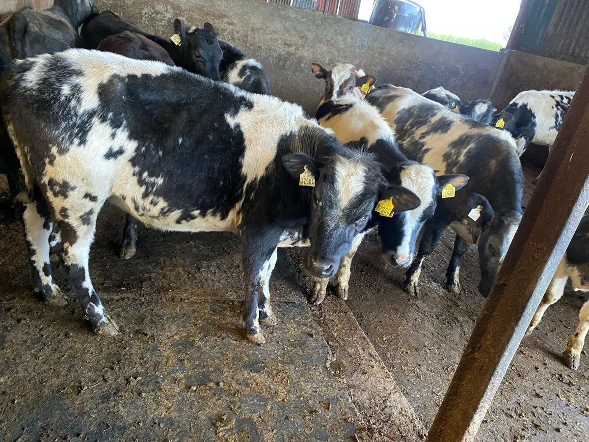 Blue Heifers ⭐ - Image 1