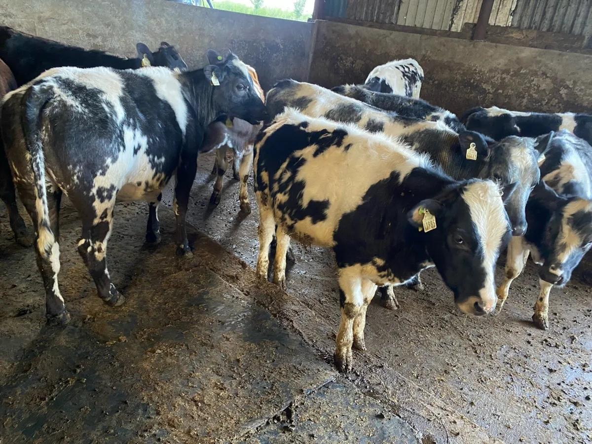 Blue Heifers ⭐ - Image 2