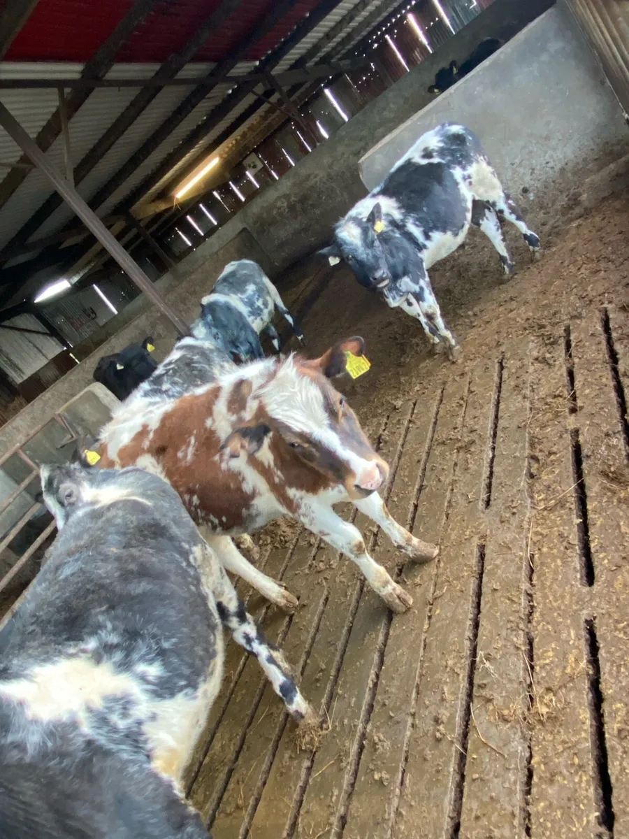 Blue Heifers ⭐ - Image 3