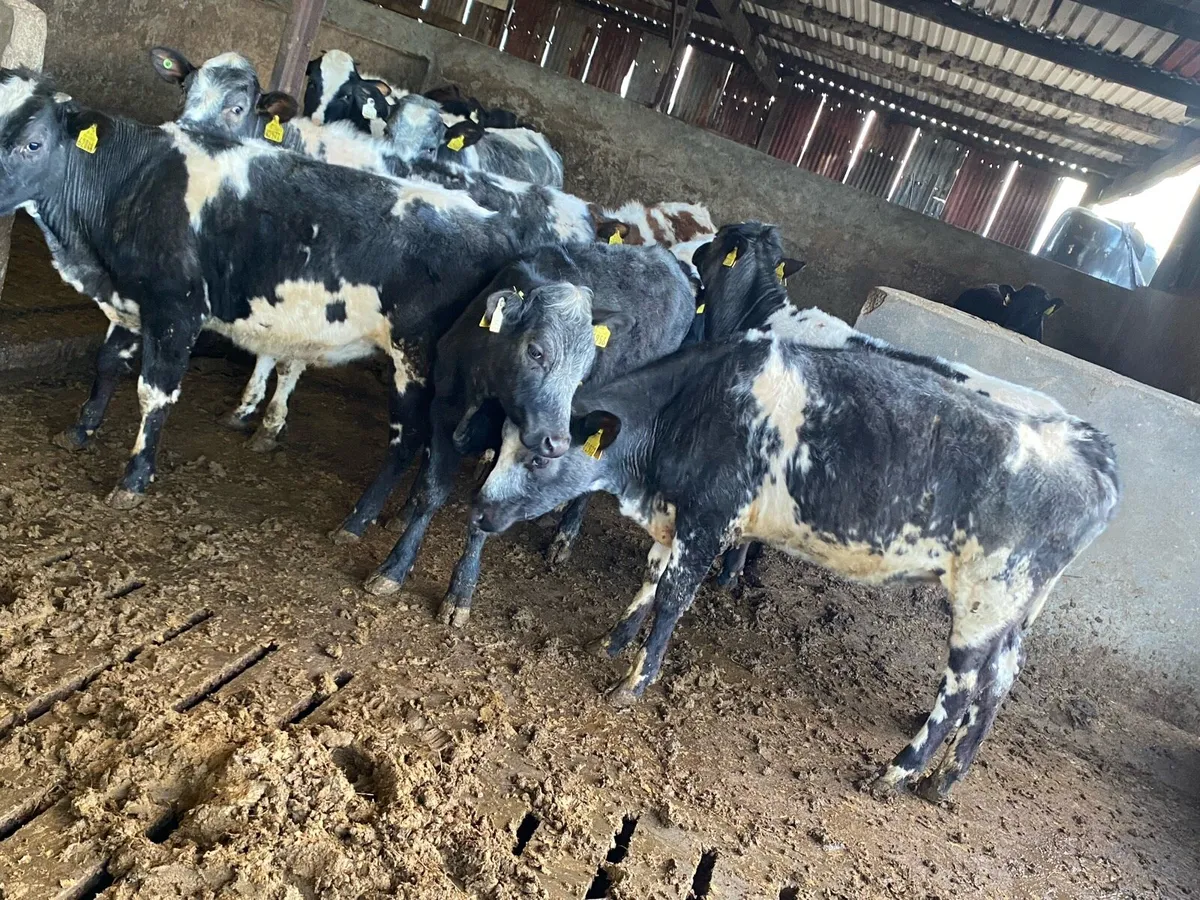 Blue Heifers ⭐ - Image 4