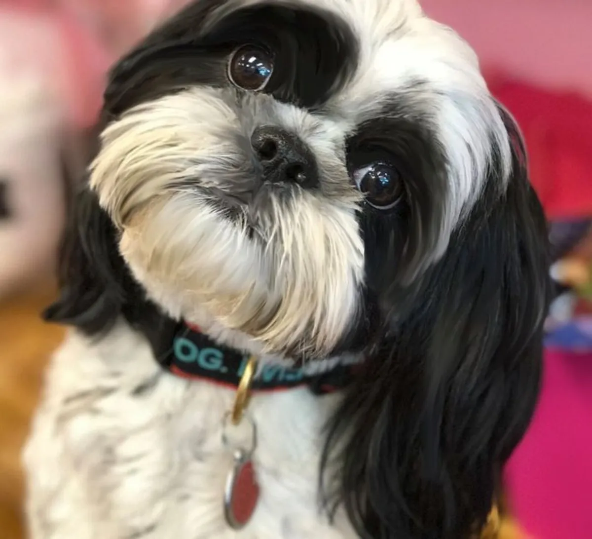 Hand Crafted Luxury "BEST DOG EVER" Collar & Lead - Image 3