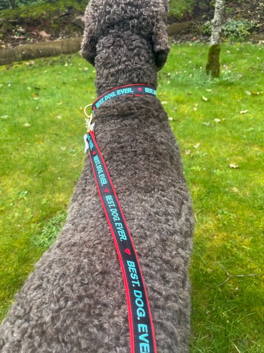 Hand Crafted Luxury "BEST DOG EVER" Collar & Lead - Image 4