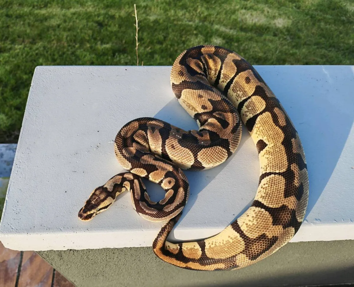 Royal Python
