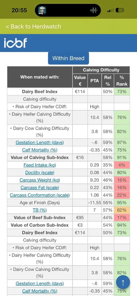 PBR  Angus Bulls - Image 4