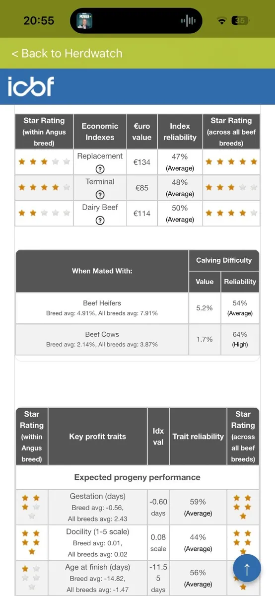 PBR  Angus Bulls - Image 2