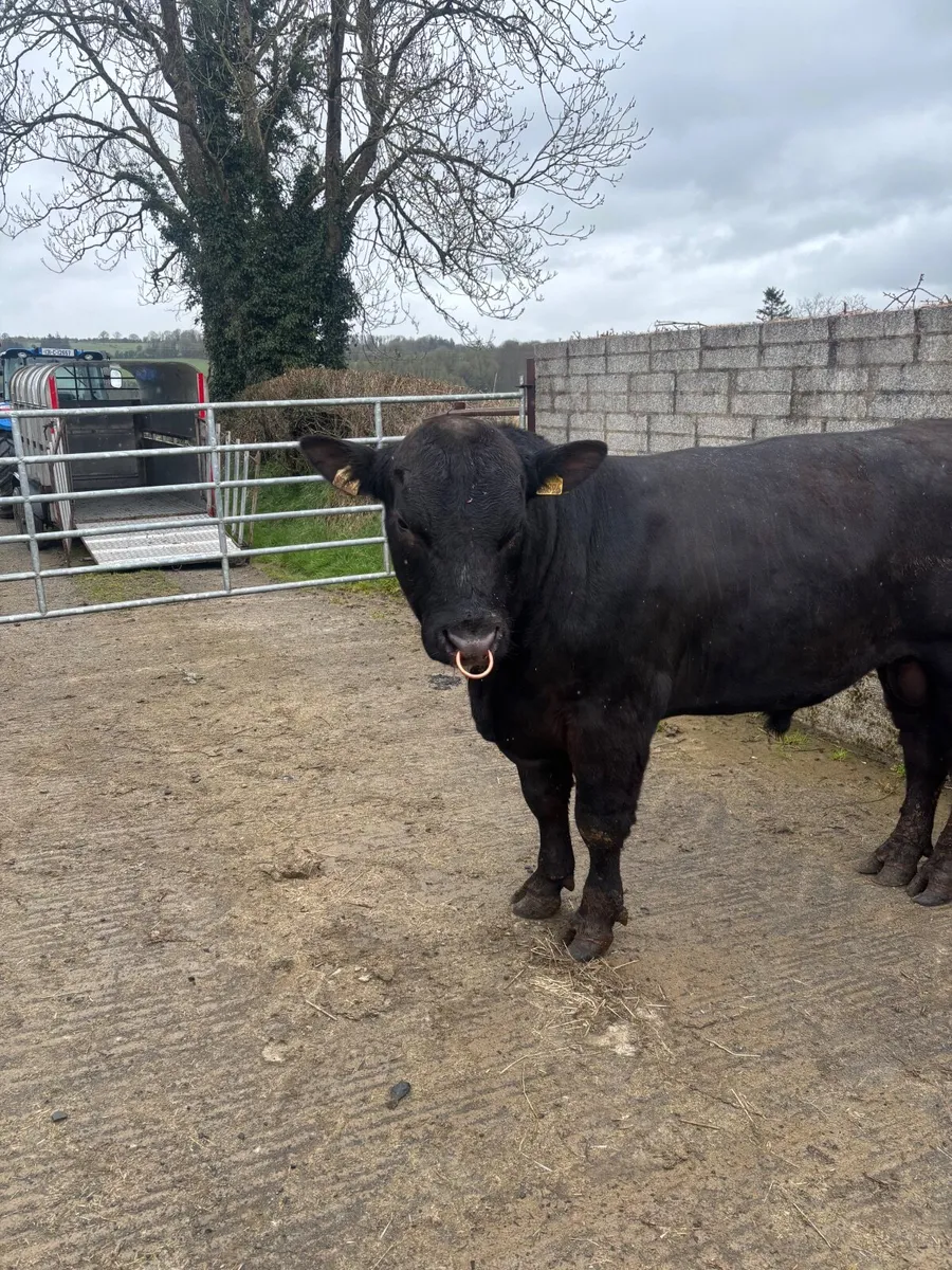 PBR  Angus Bulls - Image 1