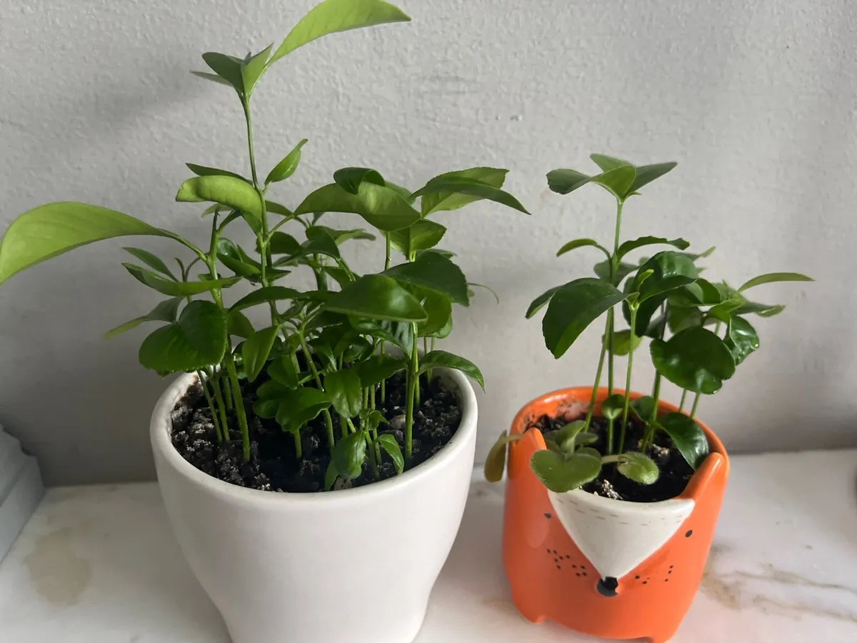 Citrus plants in ceramic pots - Image 2