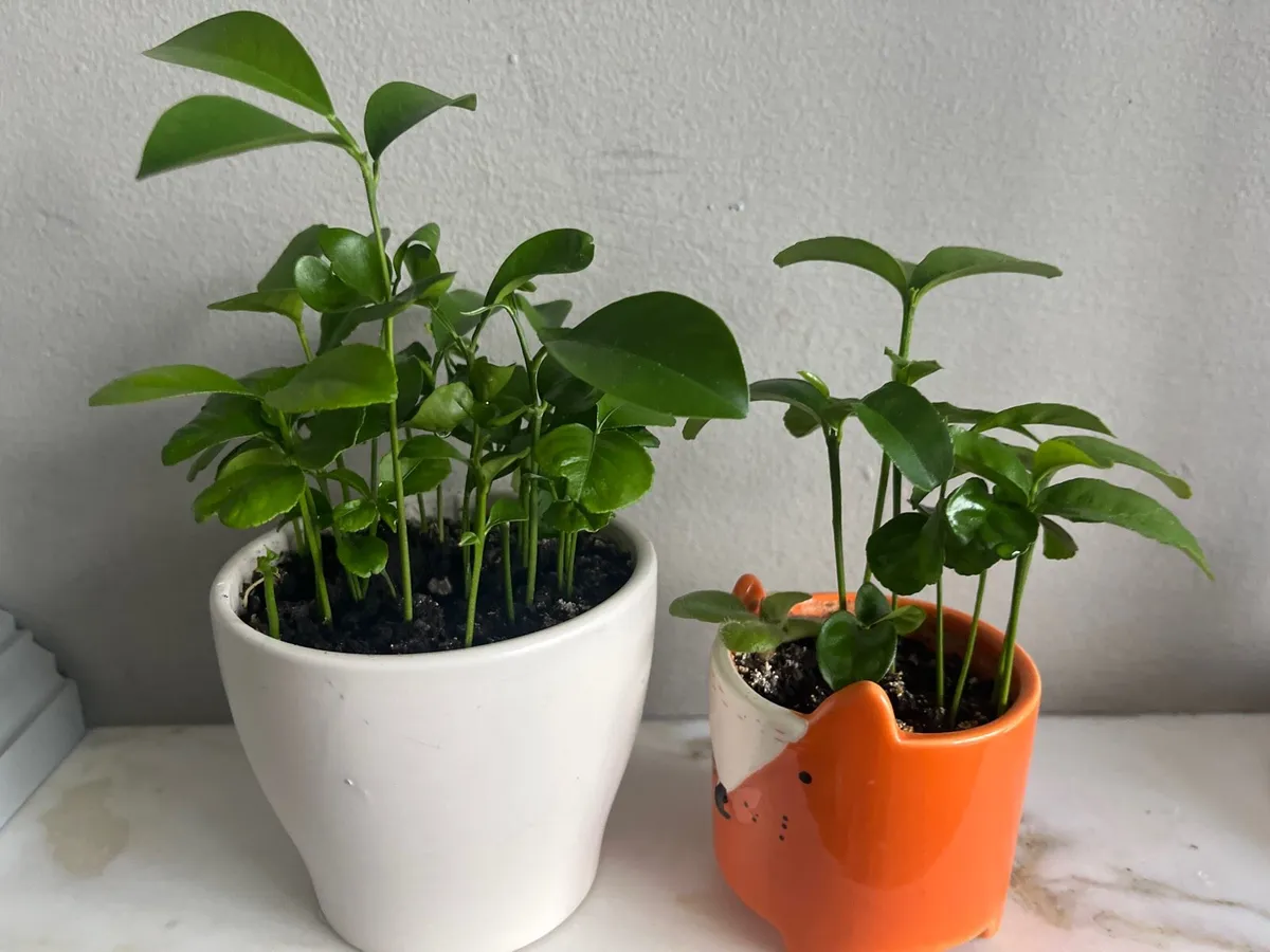 Citrus plants in ceramic pots - Image 3