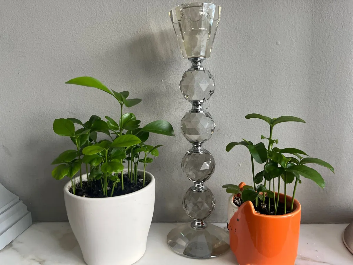 Citrus plants in ceramic pots - Image 4