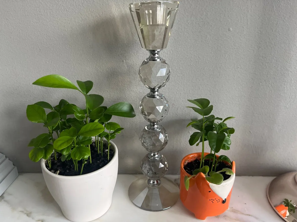 Citrus plants in ceramic pots - Image 1