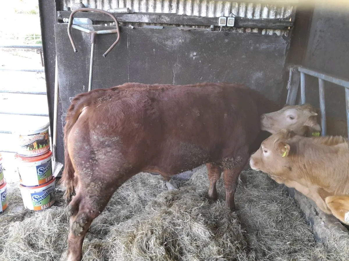 5 star Hybrid  bulls 75% Lim 25%Sh - Image 1