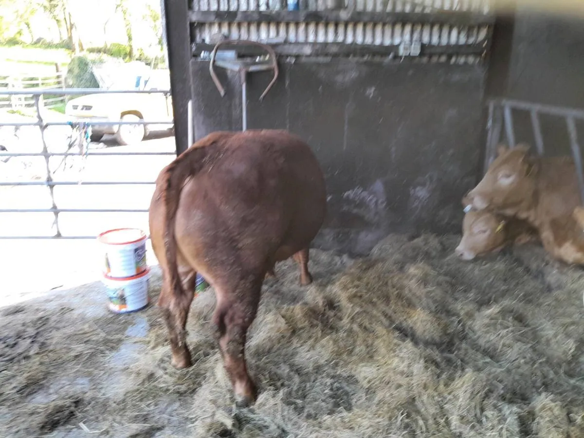 5 star Hybrid  bulls 75% Lim 25%Sh - Image 2