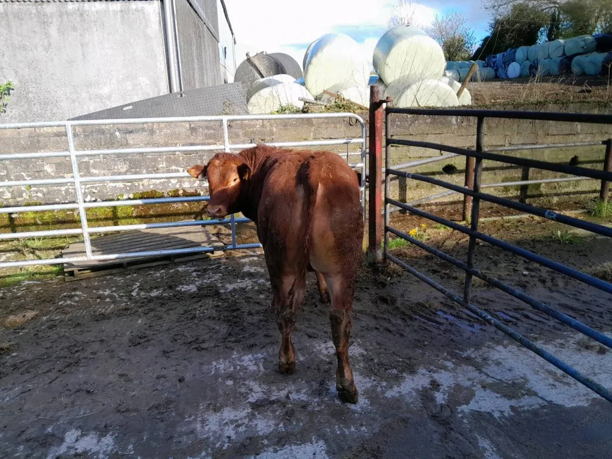 5 star Hybrid  bulls 75% Lim 25%Sh - Image 3