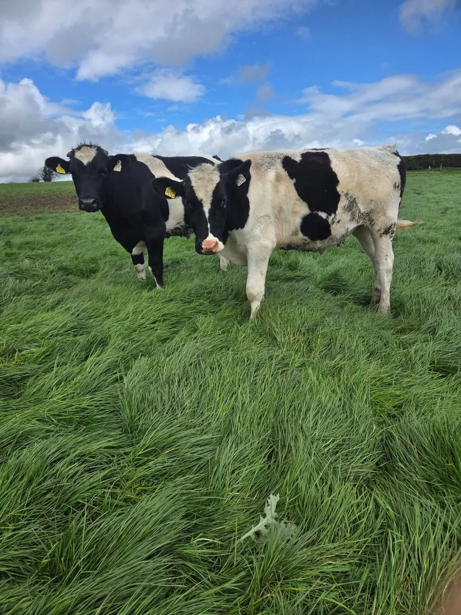 Friesan Bullocks - Image 3