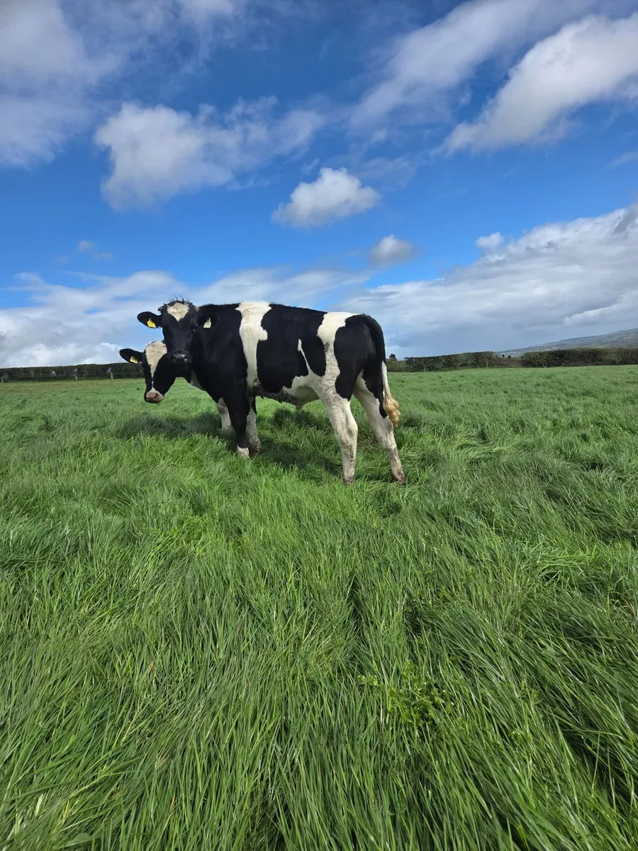 Friesan Bullocks - Image 4