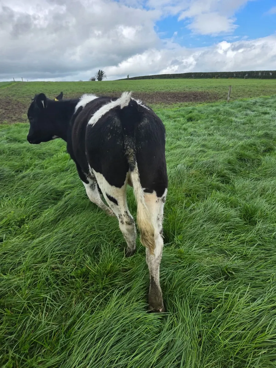 Friesan Bullocks - Image 2