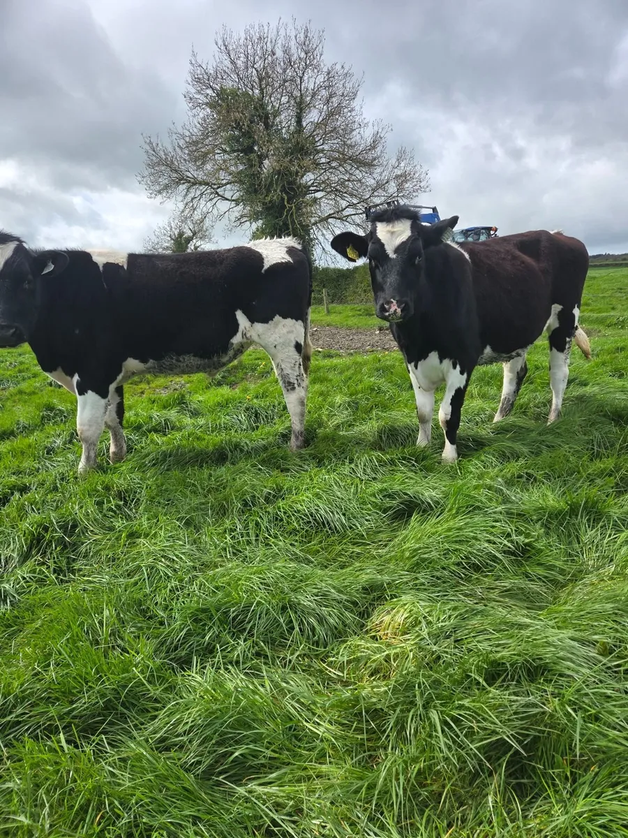 Friesan Bullocks - Image 1