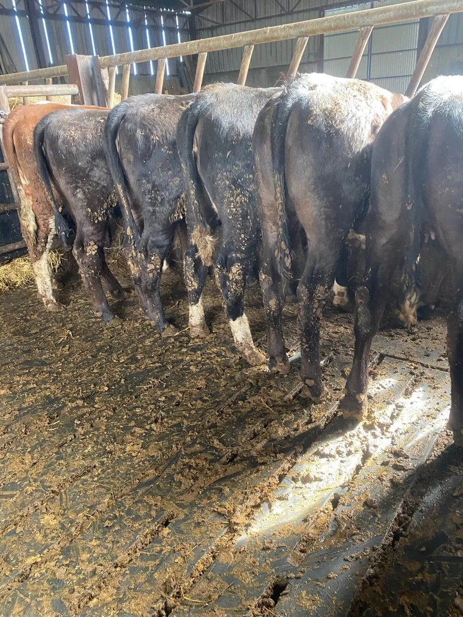 Heifers for Sale - Image 2