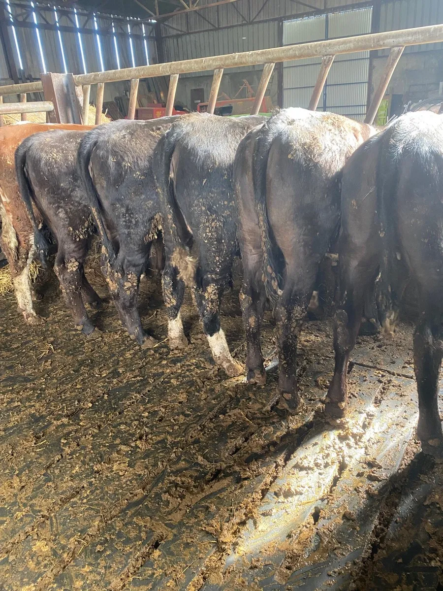 Heifers for Sale - Image 3