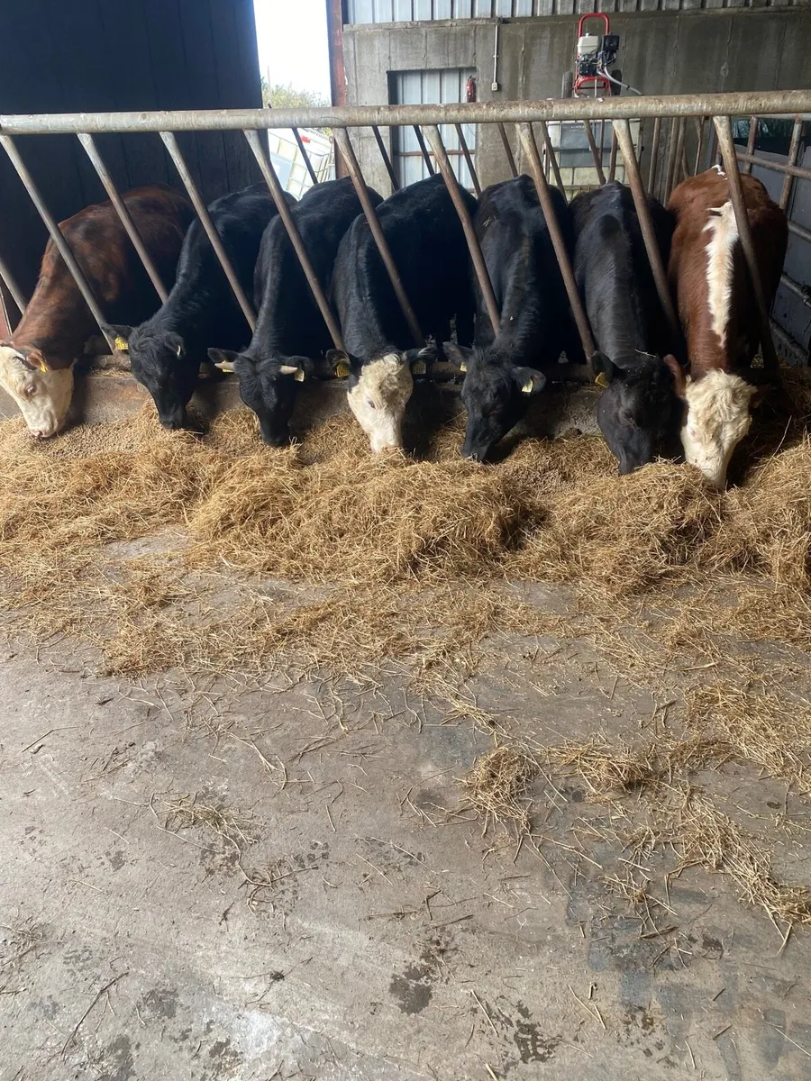 Heifers for Sale - Image 4