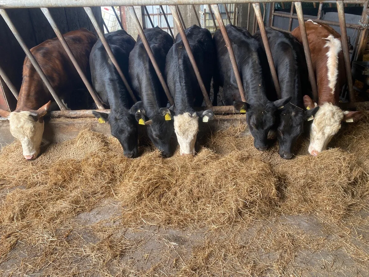 Heifers for Sale - Image 1