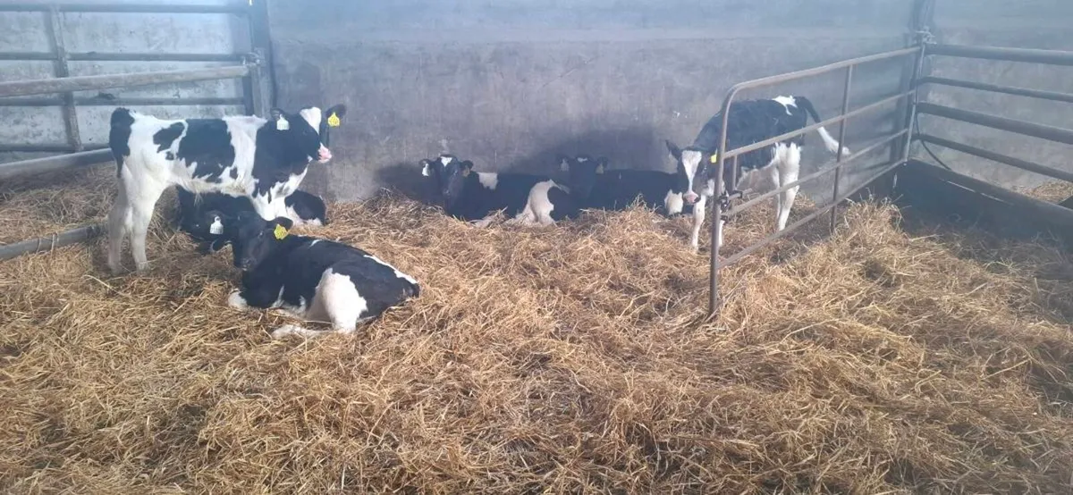 Friesian bull calves ready for weanling - Image 1