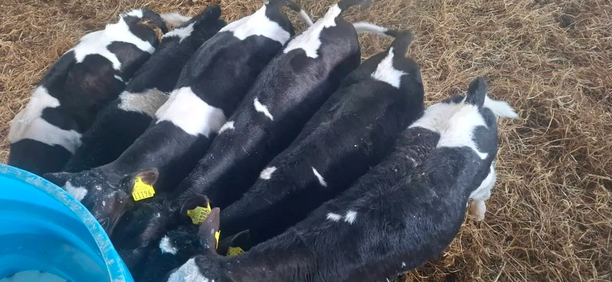Friesian bull calves ready for weanling - Image 2