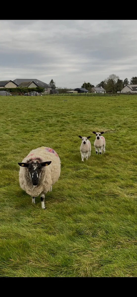Ewe with lamb - Image 2
