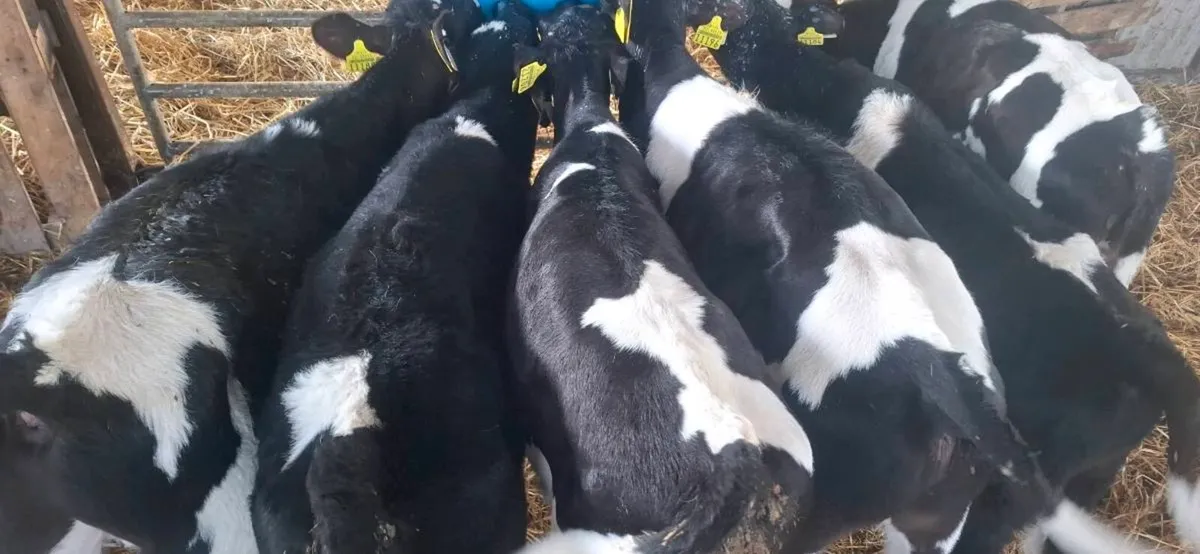 Friesian bull calves ready for weanling - Image 3