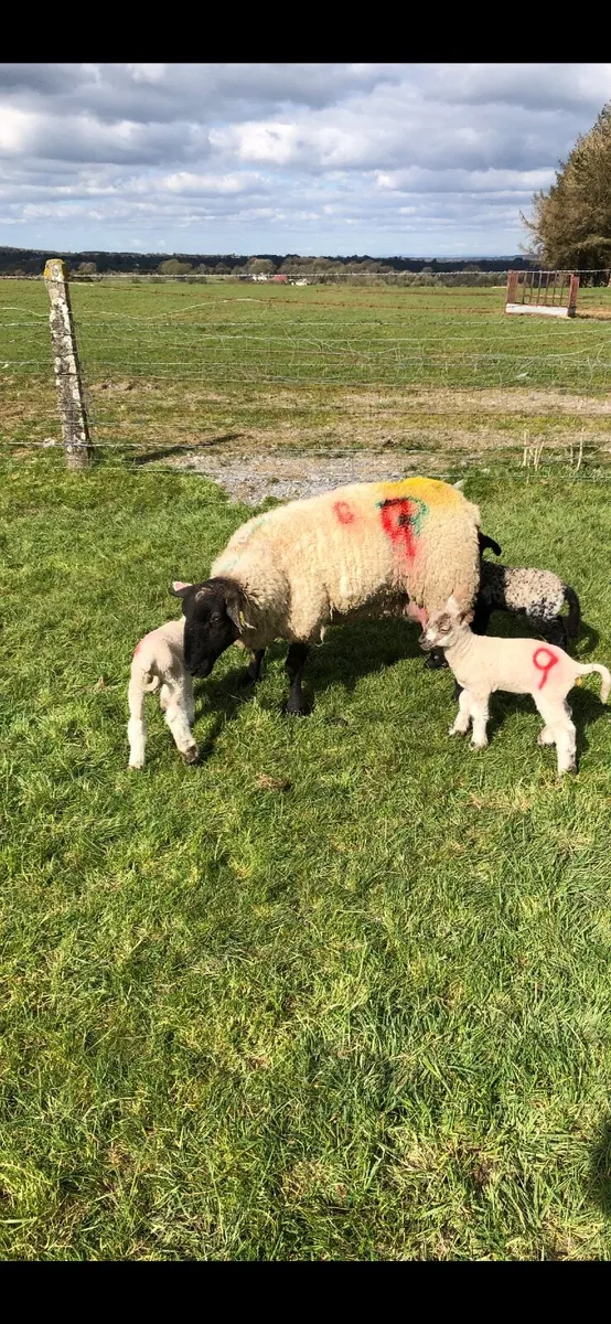 Ewe with lamb - Image 4