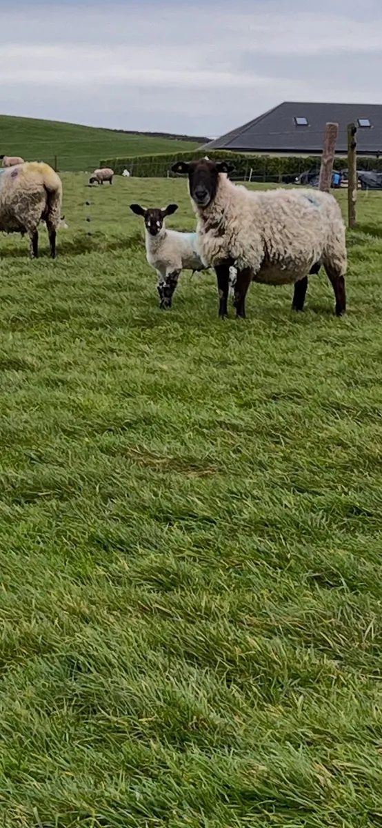 Ewe with lamb - Image 3