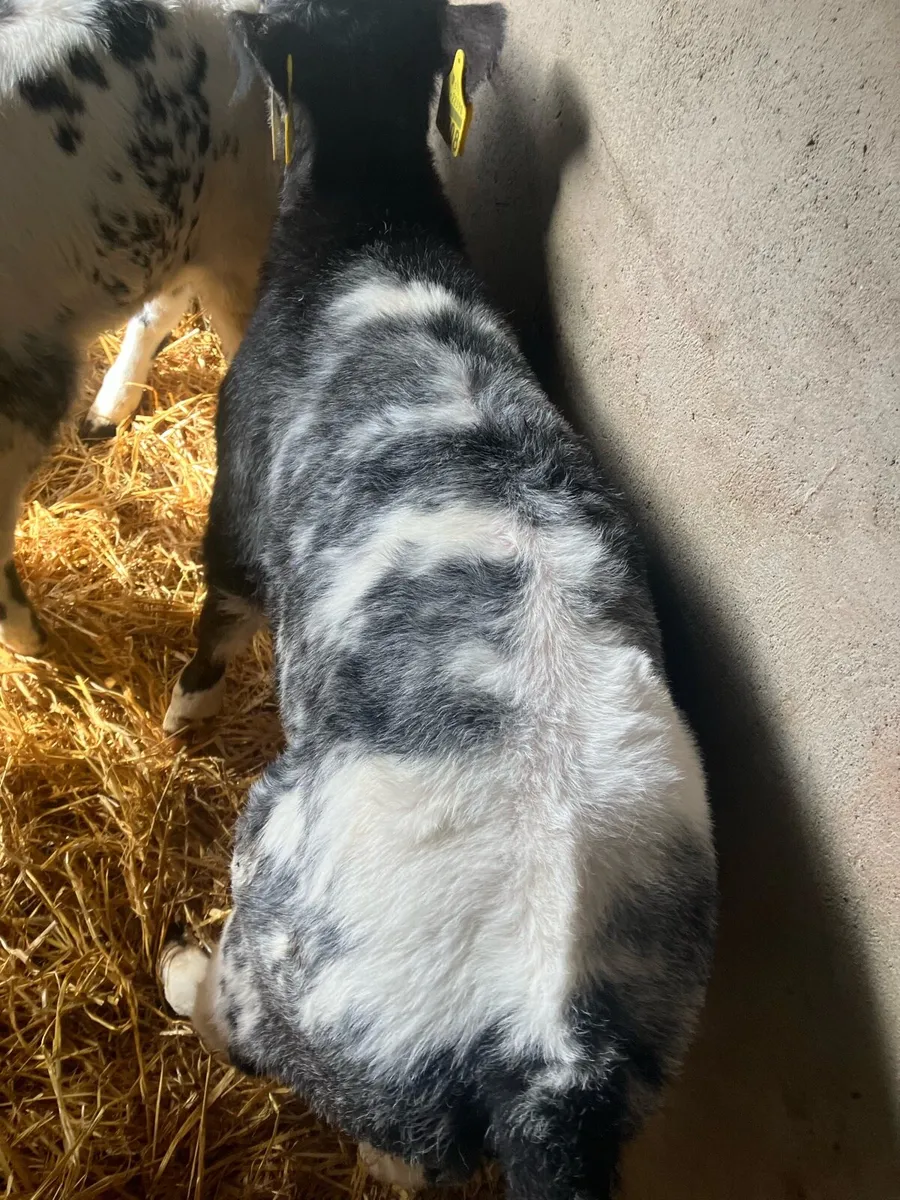 Belgian Blue calves - Image 4