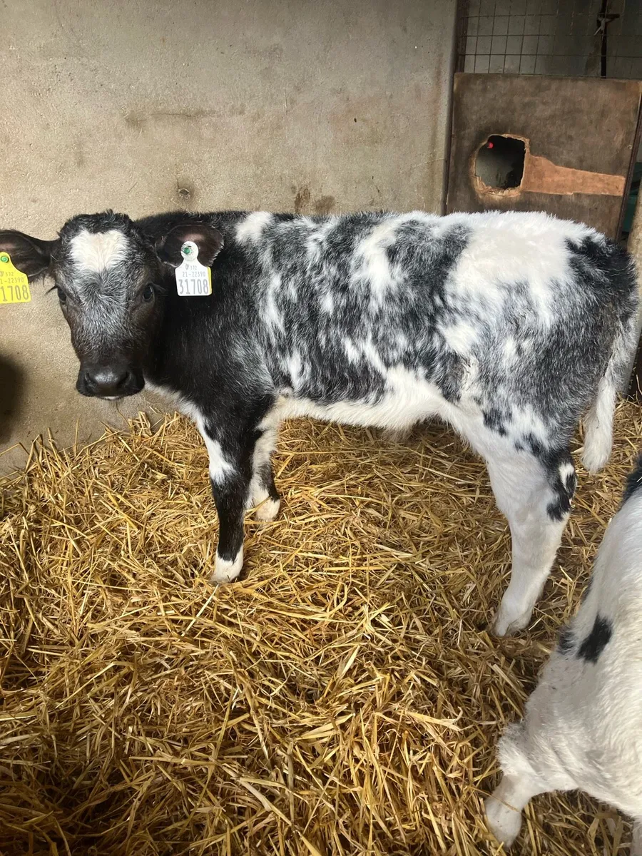 Belgian Blue calves - Image 2