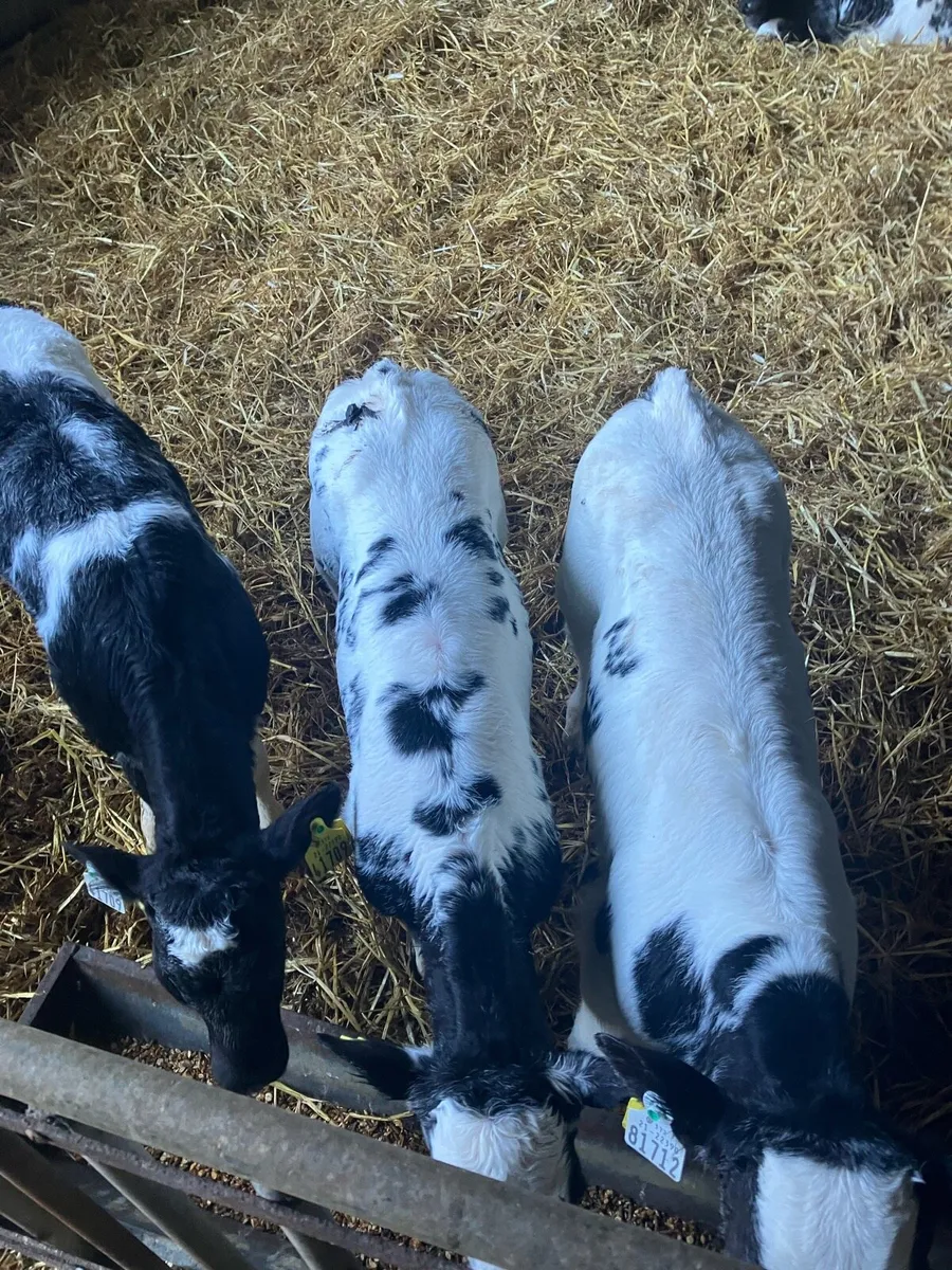 Belgian Blue calves - Image 1