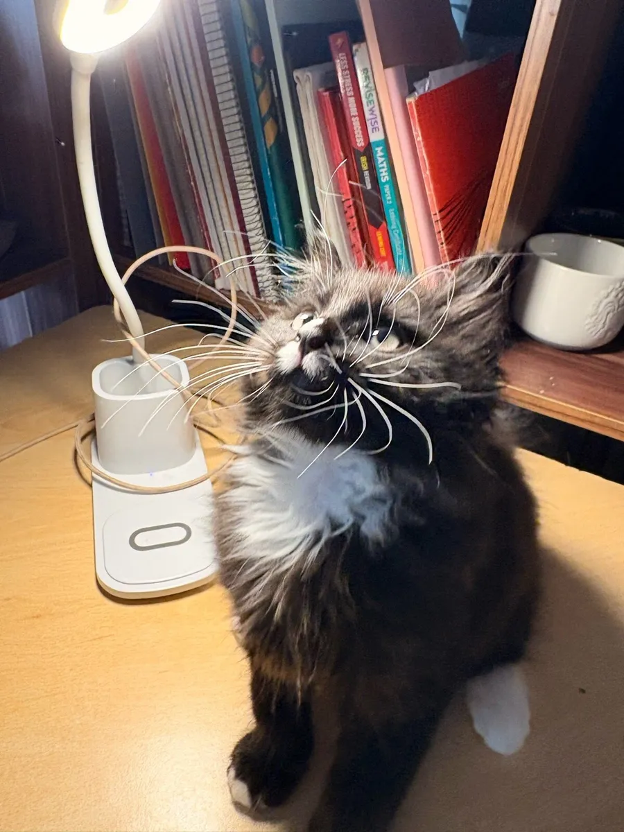 Cross Maine Coon Kitten - Image 1