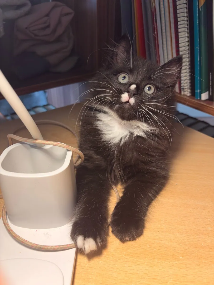 Cross Maine Coon Kitten - Image 3