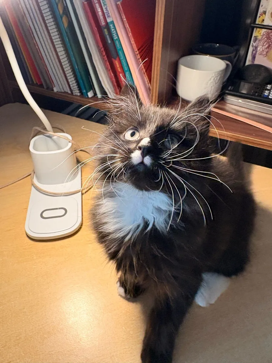 Cross Maine Coon Kitten - Image 4