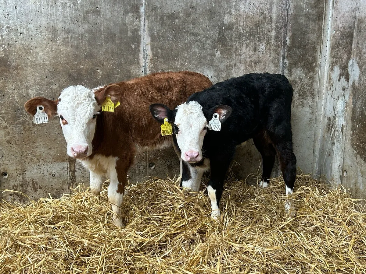 Hereford Heifers - Image 1