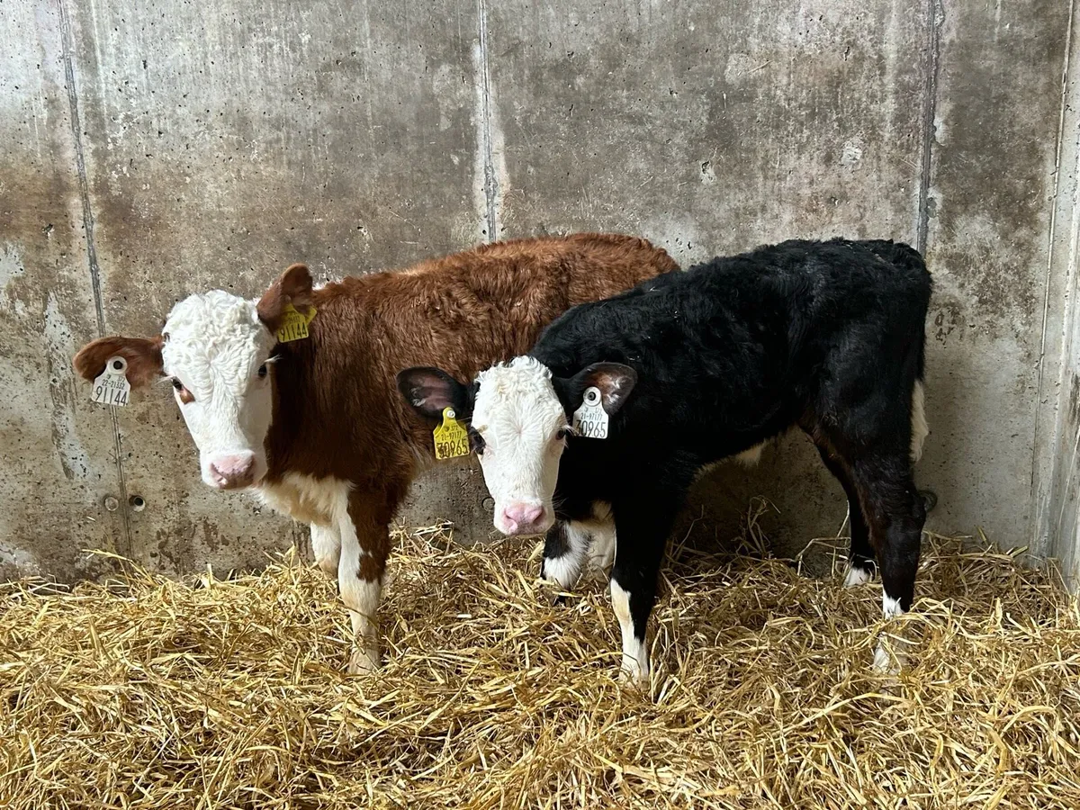 Hereford Heifers - Image 2