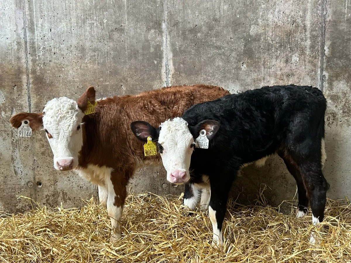Hereford Heifers - Image 3