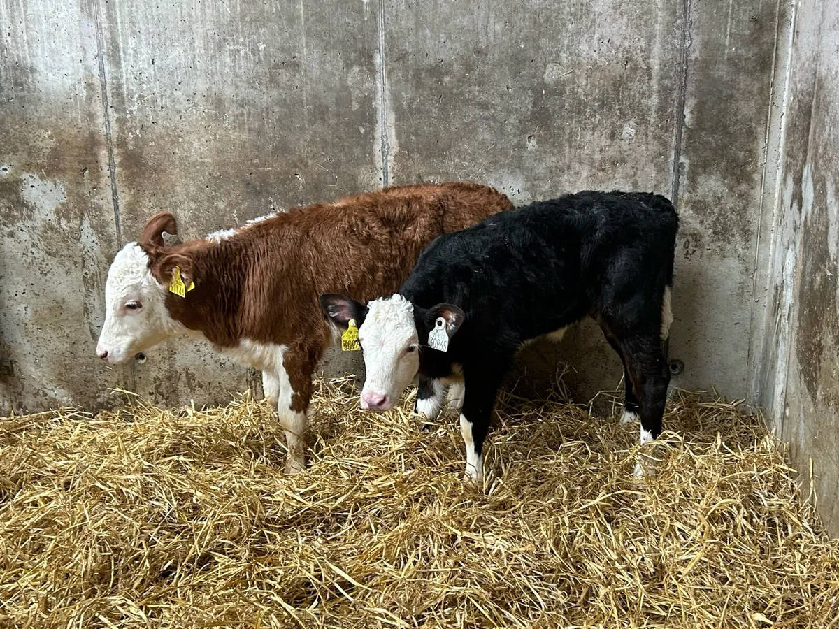 Hereford Heifers - Image 4